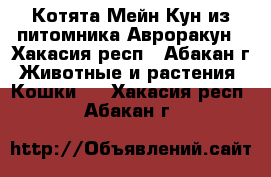 Котята Мейн Кун из питомника Авроракун - Хакасия респ., Абакан г. Животные и растения » Кошки   . Хакасия респ.,Абакан г.